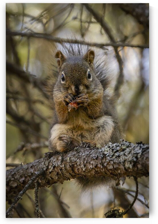Squirrel in a Tree by Marc Gilbert Photography
