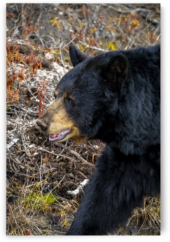 Mama Bear by Marc Gilbert Photography