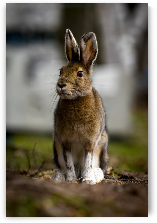 Bunny by Marc Gilbert Photography