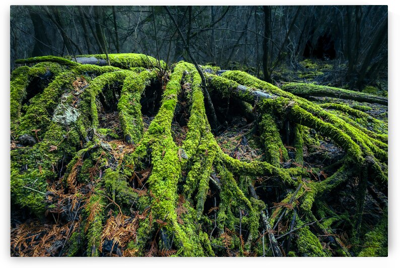 Enchanted Forest by Marc Gilbert Photography