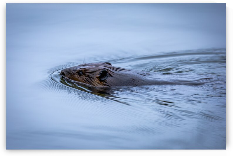 Beaver On still Waters by Marc Gilbert Photography