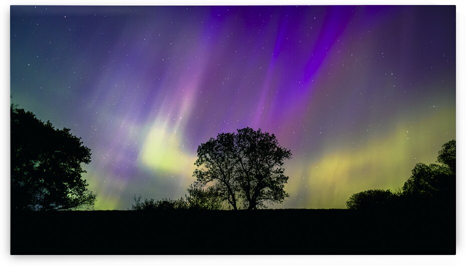 Lone Tree Under Aurora Glow by Marc Gilbert Photography