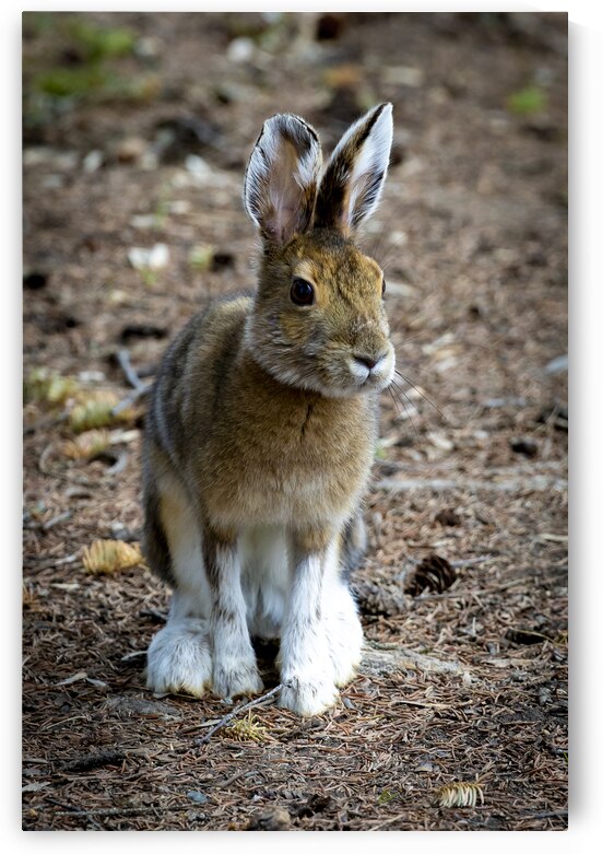 Bunny by Marc Gilbert Photography