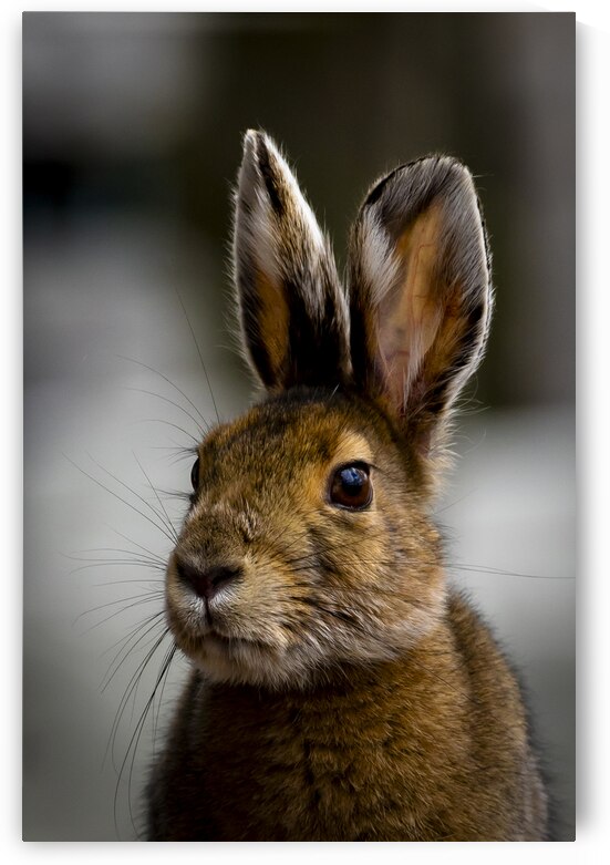 Bunny by Marc Gilbert Photography