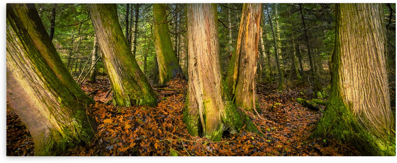 Tree Grove by Marc Gilbert Photography