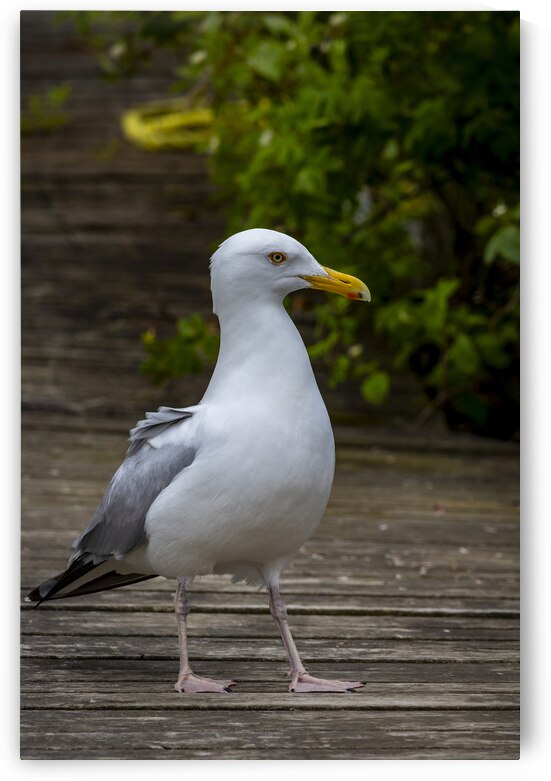 Gull by Marc Gilbert Photography