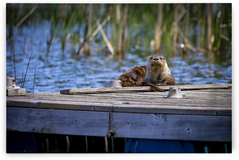 Otter by Marc Gilbert Photography