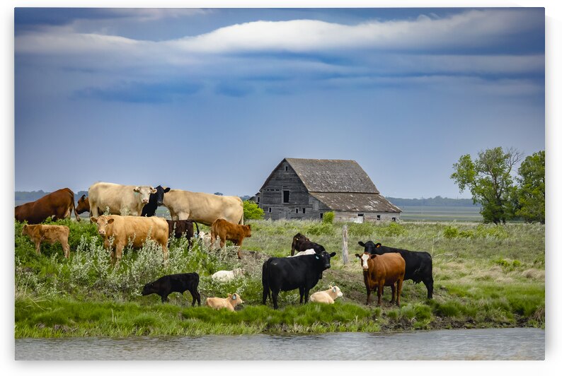 Cattle on a Hill by Marc Gilbert Photography