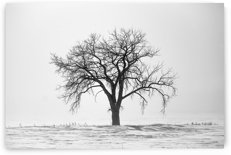 Lone Tree in Snowstorm by Marc Gilbert Photography