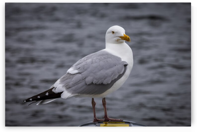 Gull by Marc Gilbert Photography