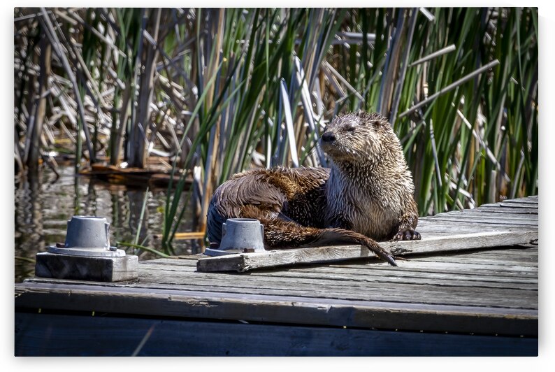 Otter by Marc Gilbert Photography