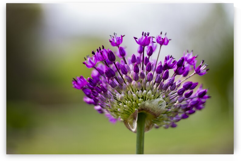 Allium Flower by Marc Gilbert Photography
