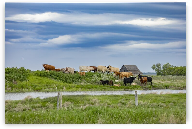 Cattle on a Hill by Marc Gilbert Photography