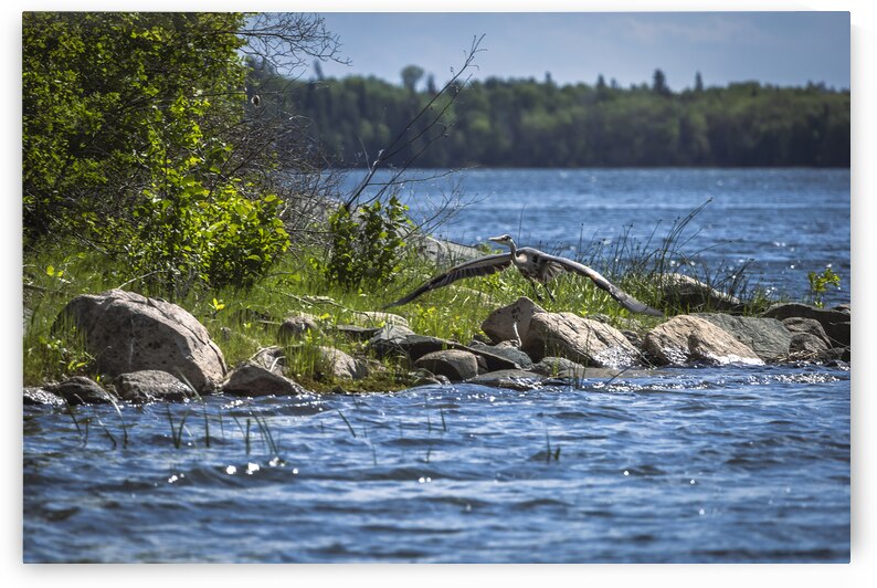 Blue Herons Flight by Marc Gilbert Photography