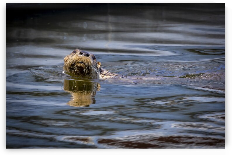 Otter by Marc Gilbert Photography