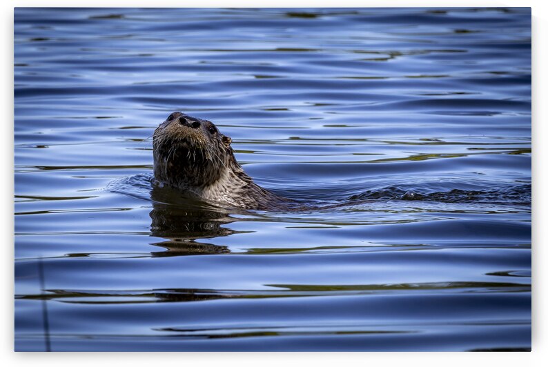 Otter by Marc Gilbert Photography