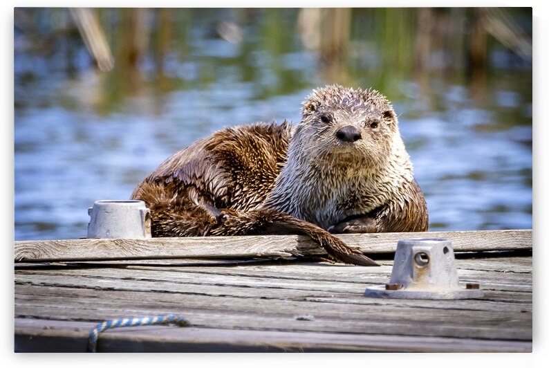 Otter by Marc Gilbert Photography