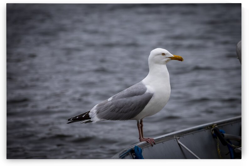 Gull by Marc Gilbert Photography