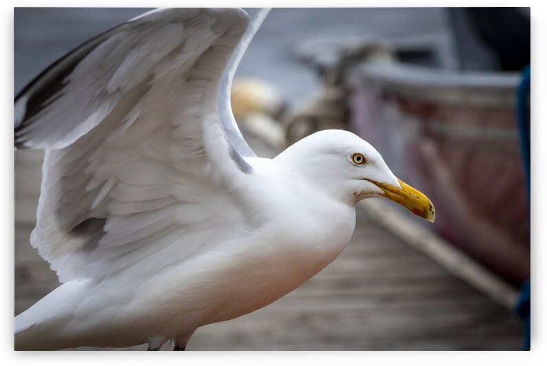 Gull by Marc Gilbert Photography