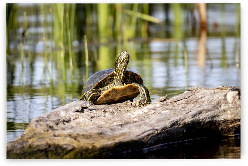 Painted Turtle by Marc Gilbert Photography