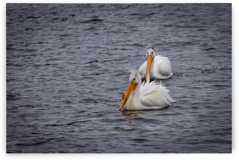 Pelicans by Marc Gilbert Photography