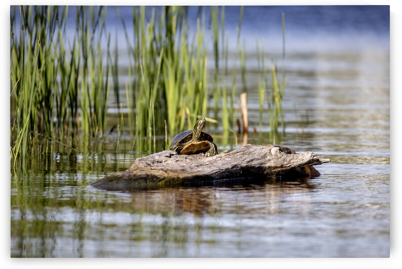 Painted Turtle by Marc Gilbert Photography