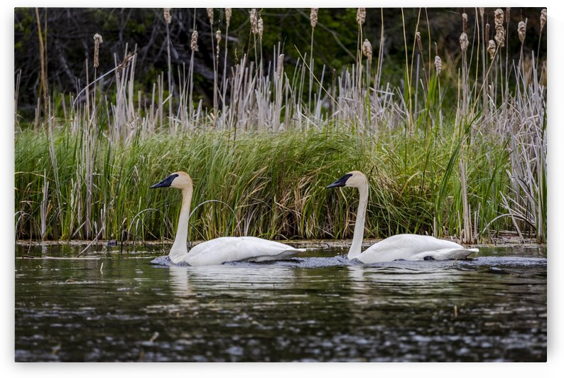 Trumpeter Swans by Marc Gilbert Photography