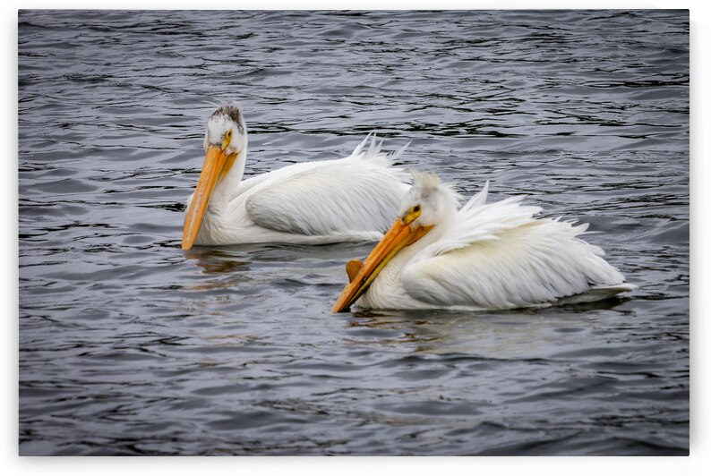 Pelicans by Marc Gilbert Photography