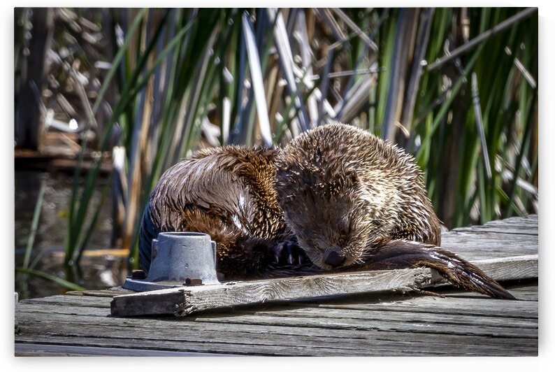 Otter by Marc Gilbert Photography