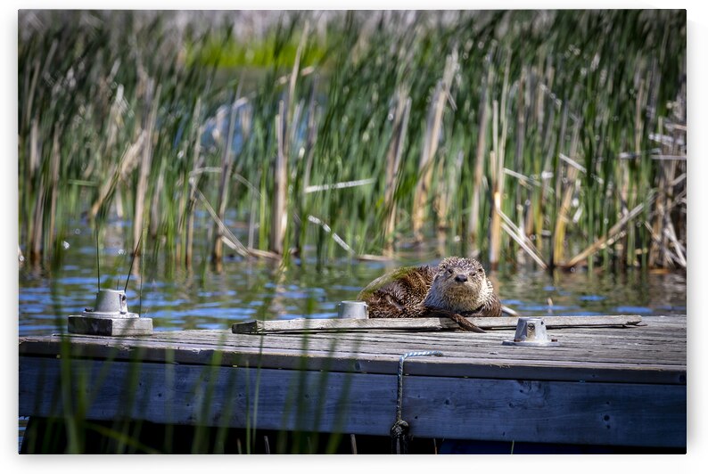 Otter by Marc Gilbert Photography