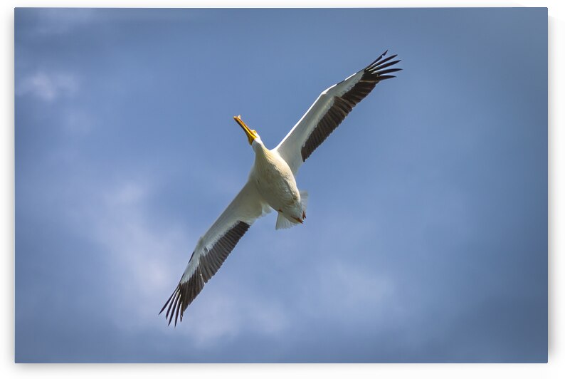 Pelican in Flight by Marc Gilbert Photography