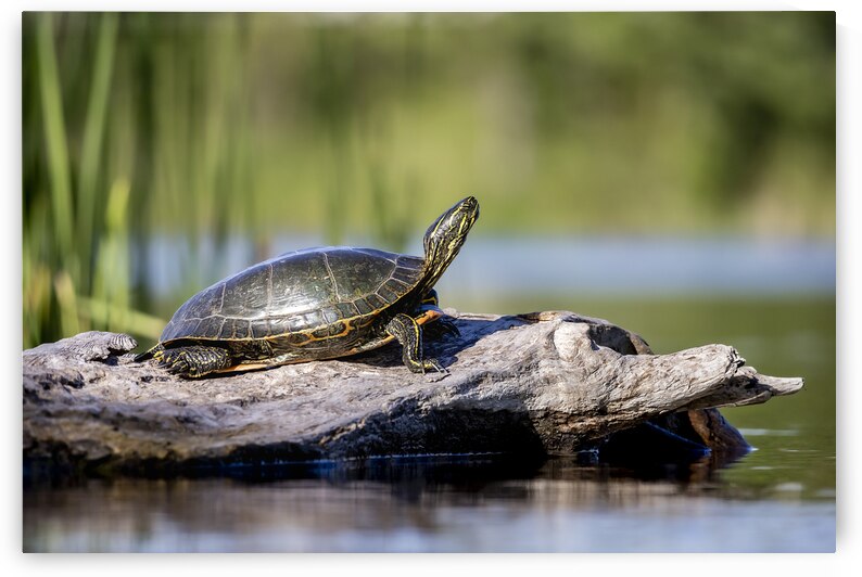 Painted Turtle by Marc Gilbert Photography
