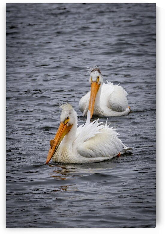 Pelicans by Marc Gilbert Photography