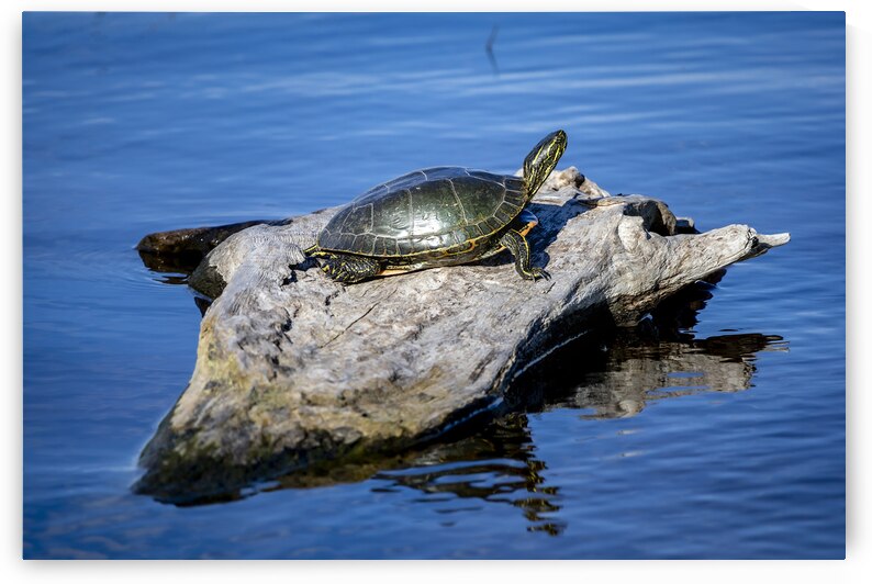 Painted Turtle by Marc Gilbert Photography