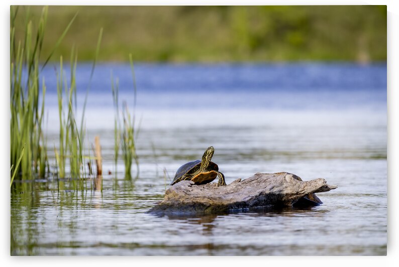 Painted Turtle by Marc Gilbert Photography