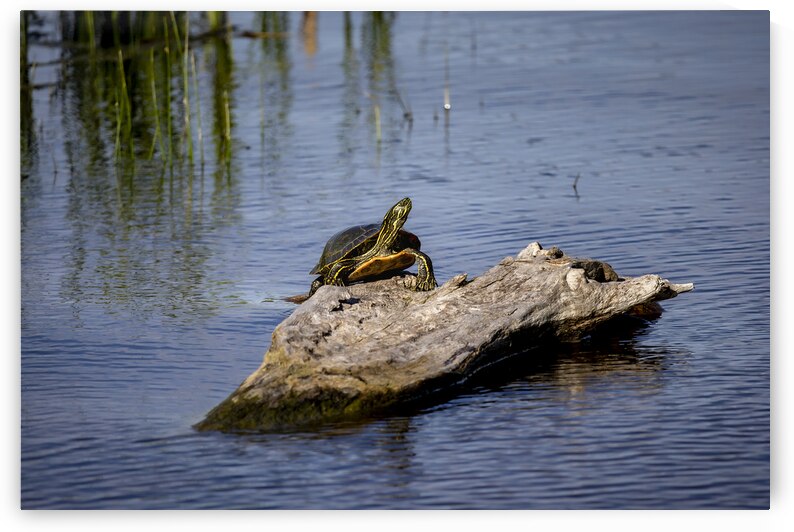 Painted Turtle by Marc Gilbert Photography