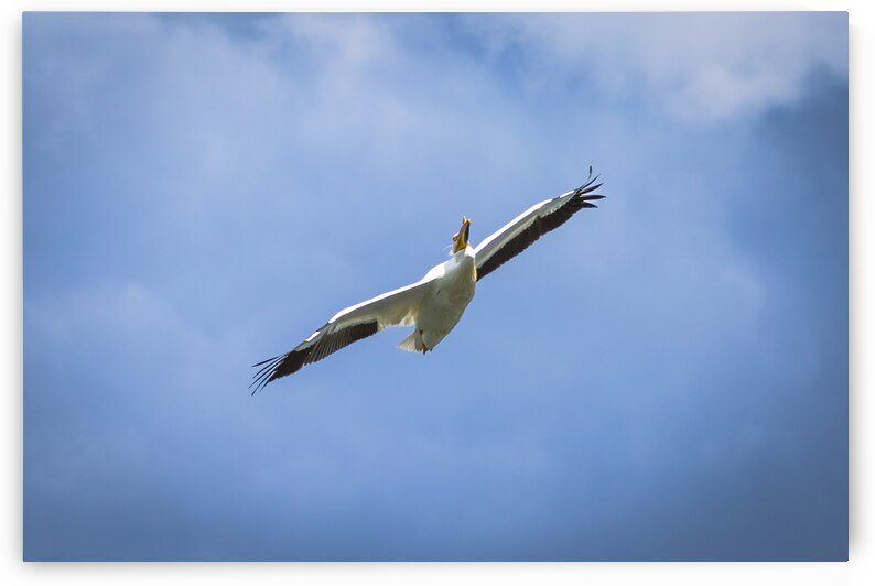 Pelican by Marc Gilbert Photography