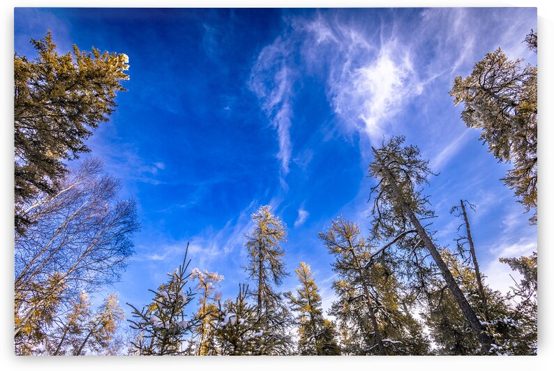 Frosted Trees by Marc Gilbert Photography