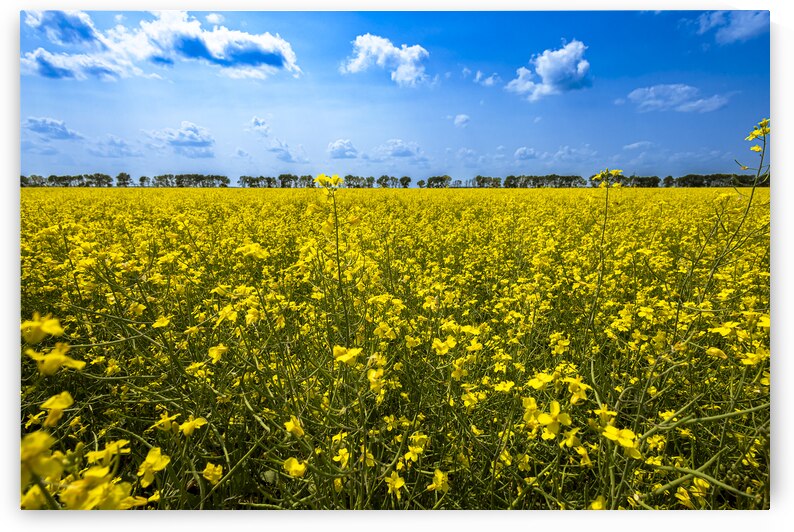 Canola Field by Marc Gilbert Photography