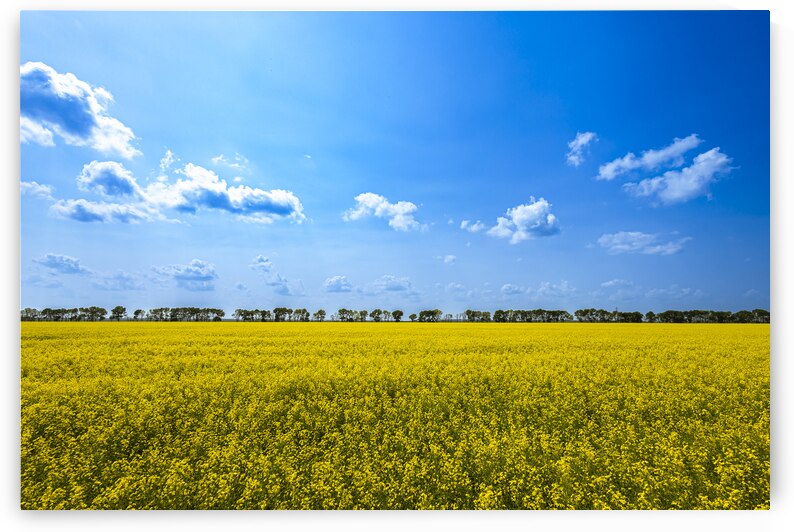 Canola Field by Marc Gilbert Photography