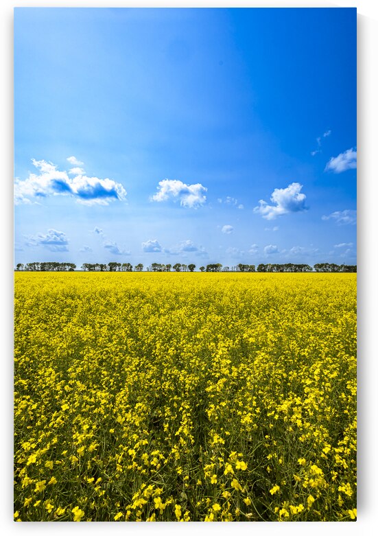 Canola Field by Marc Gilbert Photography