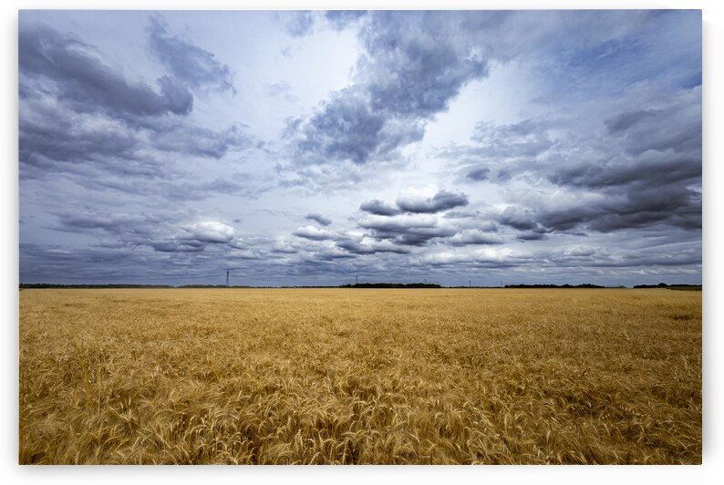 Ripe For Harvest by Marc Gilbert Photography