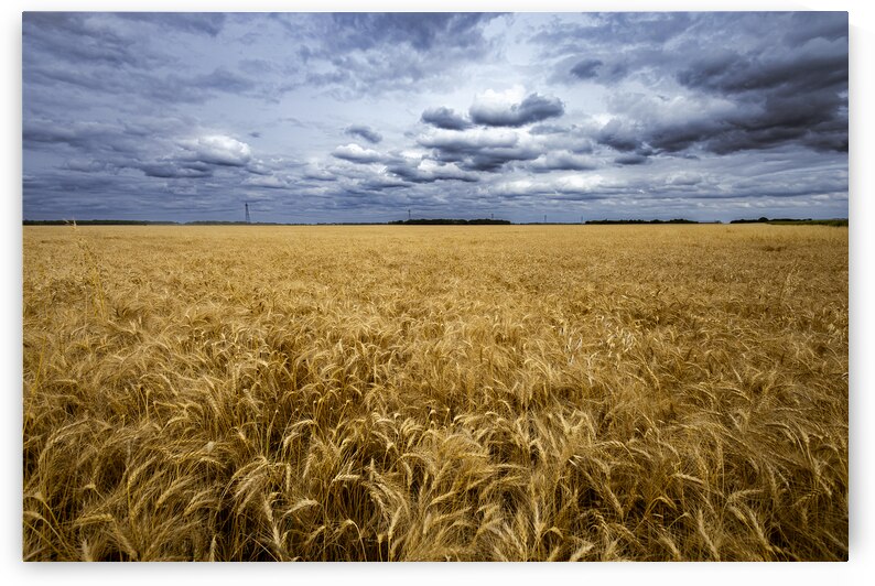 Ripe For Harvest by Marc Gilbert Photography