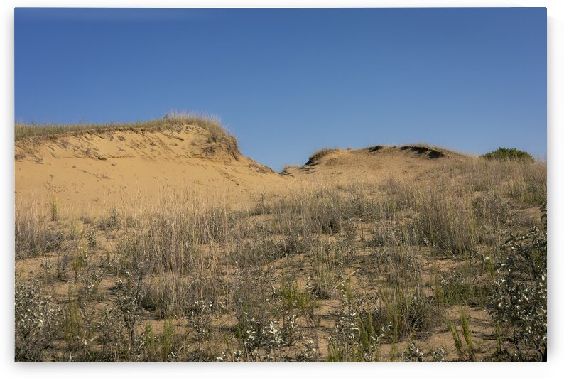 Spruce Woods by Marc Gilbert Photography