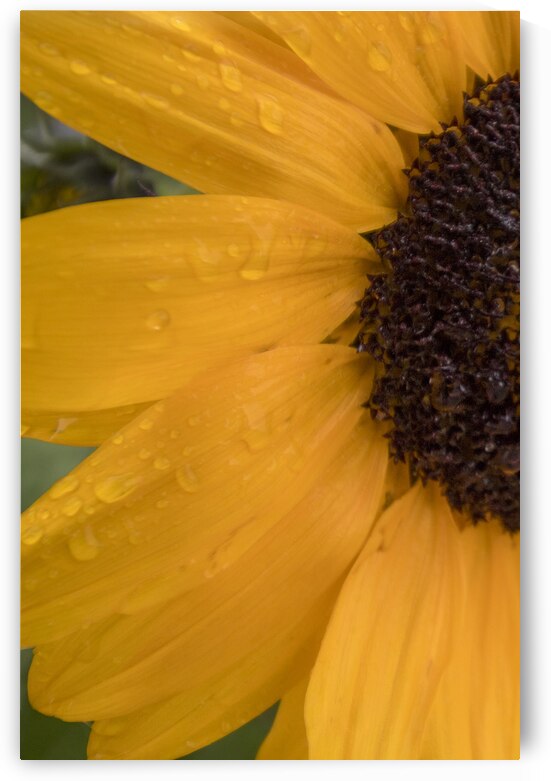 Sunflower by Marc Gilbert Photography