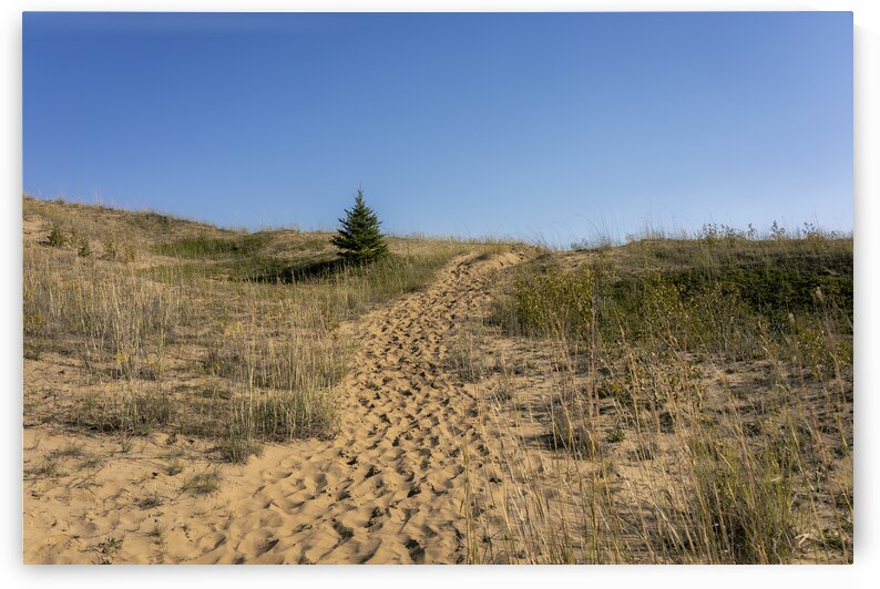 Spruce Woods by Marc Gilbert Photography