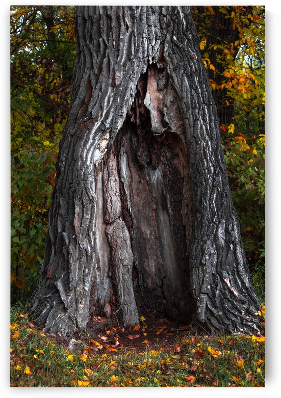 Tree Shelter by Marc Gilbert Photography