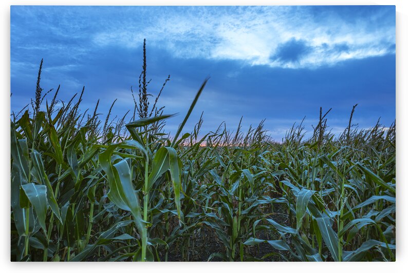Cornfield at Sunset by Marc Gilbert Photography