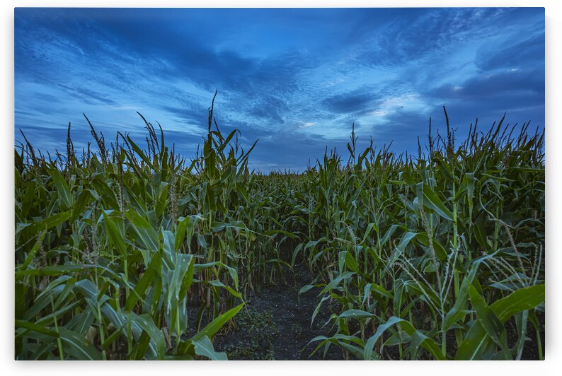 Cornfield at Sunset by Marc Gilbert Photography