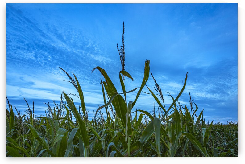 Cornfield at Sunset by Marc Gilbert Photography